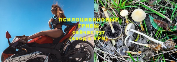 прущие крисы Белокуриха